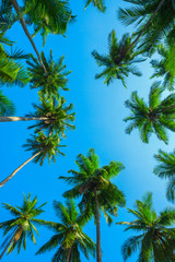 Obraz na płótnie Canvas Idyllic green tropical palm trees with coconuts at a clear sunny summer day with a blue sky