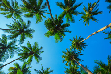 Idyllic looking green tropical palm trees with coconuts at a clear sunny summer day with a blue sky