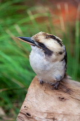 A Kookaburra sitting on a log