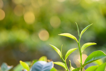 Fototapeta na wymiar Tea leaves and bud on tea plantation at warm sunset light