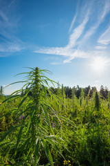 Marijuana plant at outdoor cannabis farm field in Austria
