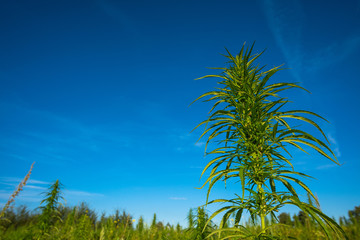 Marijuana plants at outdoor cannabis farm field