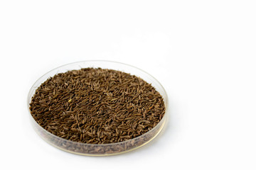 Herbs and seasonings. Dried whole cumin seeds in a transparent dish isolated on white background.