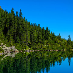 Lake in high mountains with pine forest on the shore at clear sunny day