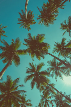 Vintage toned different tropical palm trees at summer tropical island beach, view from bottom up to the sky with sun and rays