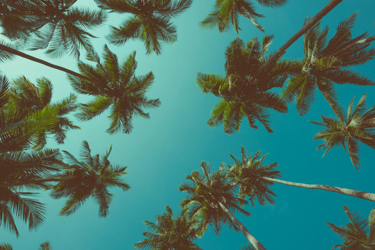 Vintage toned different tropical palm trees at summer tropical island beach, view from bottom up to the sky background