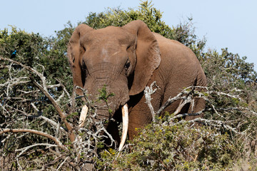 Bush Elephant standing behind the branches