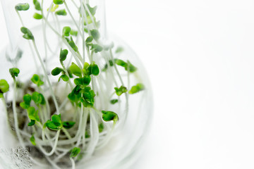 Broccoli sprouts, microgreens, grown in a glass flask.