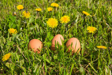Three eggs lie in a meadow among dandelions