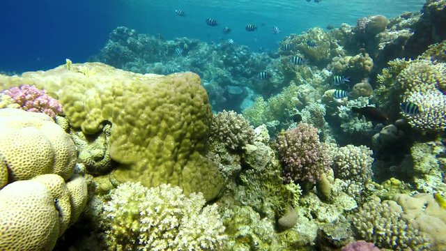 Beautiful coral reefs and tropical fish. Underwater life in the ocean.