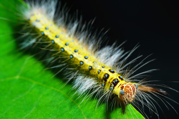 Woolly caterpillar on the green leaf with dark background