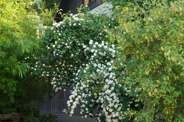Weisse Blüten an Haus