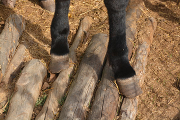 pezuñas de un burro
