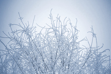 Winter background with branches of the tree covered with hoarfrost. Winter frosty trees on snow white background. Snow winter in town. 