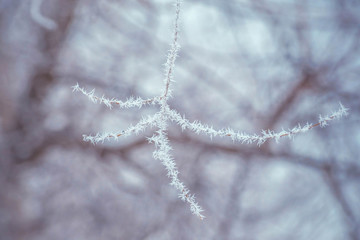 Winter background with branches of the tree covered with hoarfrost. Winter frosty trees on snow white background. Snow winter in town. 