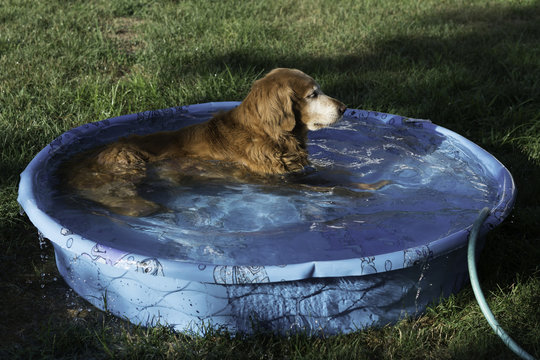 Chillin' in the pool
