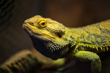 Leguan