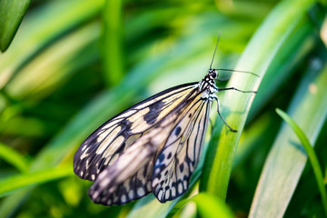 Schmetterling