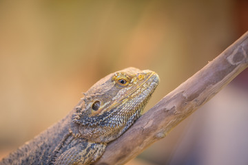 Leguan