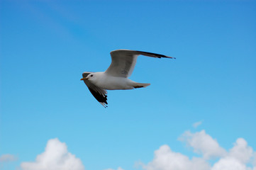 Obraz premium Möwenflug 3