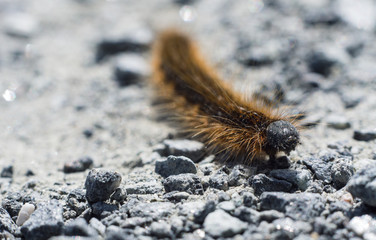 Raupe auf dem steinigen Weg