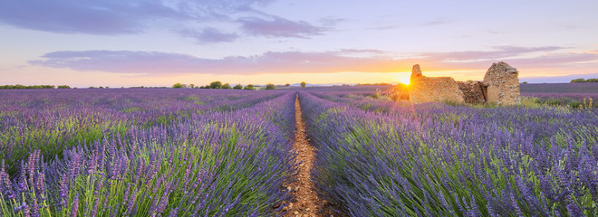 Purple lavender filed in Valensole at sunset