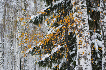 Winter landscape in the birch Park . Sunset.