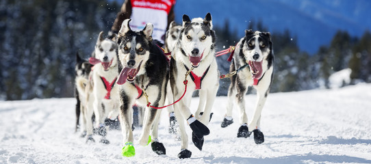 dog race on snow