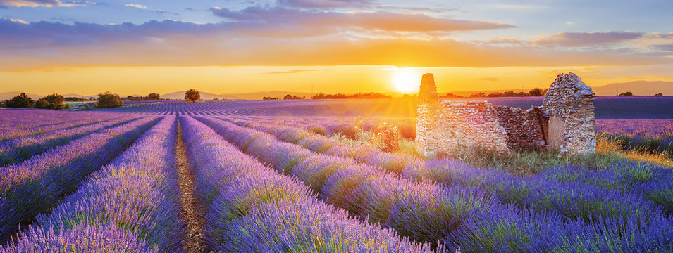 purple lavender filed in Valensole at sunset