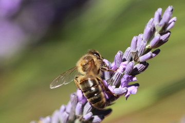 bee on a lavander