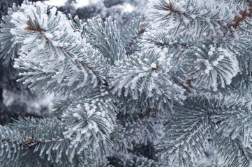 Frozen plants - fir branches covered by hard rime