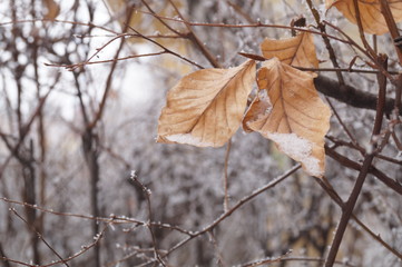 Frozen plants -leaves rusty, winter