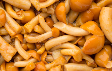 Shimeji mushrooms brown fumgi varieties Background.