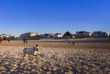 Hund am Strand
