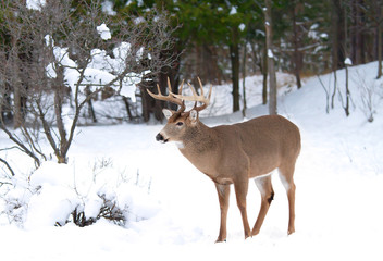 White-tailed deer buck in winter in Ottawa, Canada