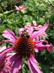Purple Coneflower with bee