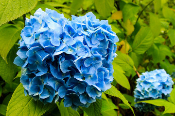 hortensia hydrangea blue flower highlands garden