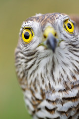 Sparrow-hawk