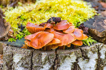 Some mushrooms on a tree trunk in the winter