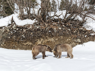 Winter in Greater Caucasus Mountains. Two Brown bear cubs playing. Georgia (country). Mestia ski resort. Svaneti (Svanetia) region of Georgia.