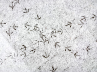 Bird trace in snow