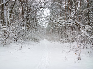 Winter in the forest.