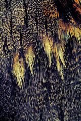 plumage of a European Nightjar