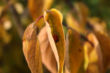 Leaf with lady bug