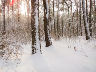 Winter in the forest.