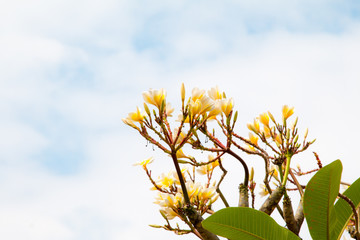 Fototapeta na wymiar White Frangipani flowers on sky background