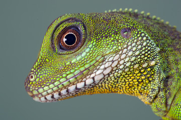 Chinese water Dragon Physignathus cocincinus portrait