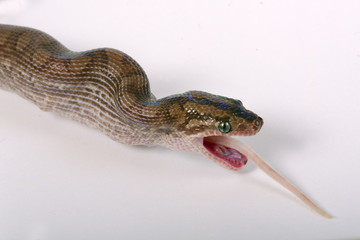 Columbian Rainbow Boa Epicrates cenchria maurus eating mouse
