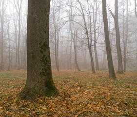 Autumn landscape.