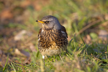 Fieldfare Turdus pilaris feeding in rough meadow